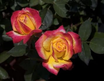 Flower Seeds, Seeds,Seeds For Planting,Plant Seeds