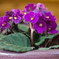 Flower Seeds, Seeds,Seeds For Planting,Plant Seeds