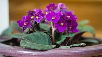Flower Seeds, Seeds,Seeds For Planting,Plant Seeds