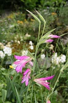 Flower Seeds, Seeds,Seeds For Planting,Plant Seeds