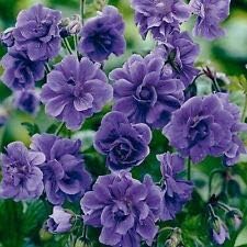 Flower Seeds, Seeds,Seeds For Planting,Plant Seeds