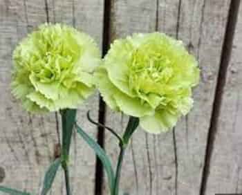 Light Green Carnation Flower Seeds for Planting - Seasonal Bloomer, Heirloom, Non-GMO, High Germination Organic Garden Seeds