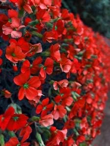 Flower Seeds, Seeds,Seeds For Planting,Plant Seeds