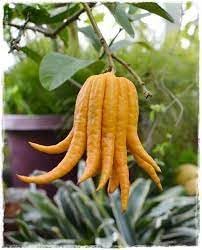 Vegetable Seeds,Garden seeds, Seeds For Planting,Plant Seeds