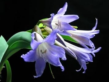 Flower Seeds, Seeds,Seeds For Planting,Plant Seeds