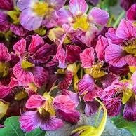 Flower Seeds, Seeds,Seeds For Planting,Plant Seeds