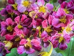 Flower Seeds, Seeds,Seeds For Planting,Plant Seeds
