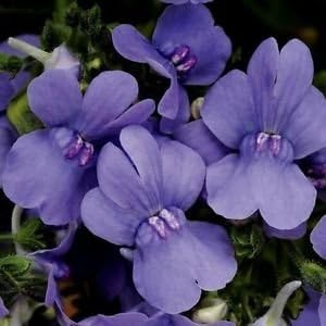 Purple Nemesia Strumosa Flower Seeds for Planting – Heirloom, Non-GMO, High Germination Garden Seeds