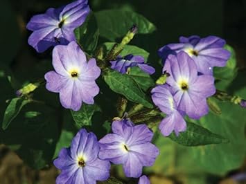 Flower Seeds, Seeds,Seeds For Planting,Plant Seeds