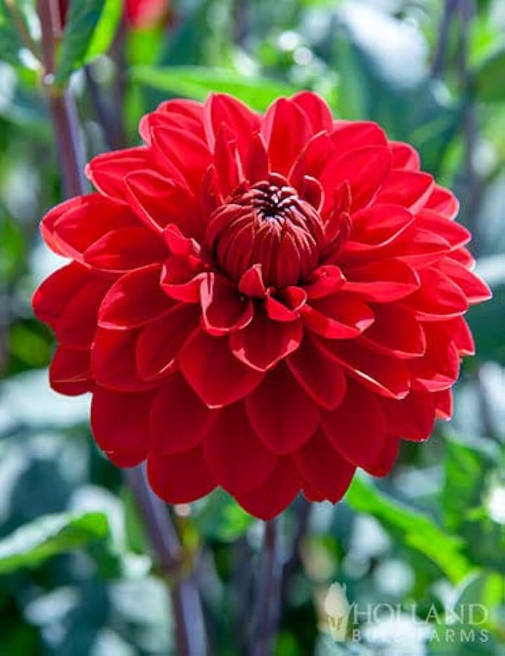 Red Dahlia Flower Seeds for Planting - Compact Growth, Heirloom, Non-GMO & High Germination Organic Garden Seeds