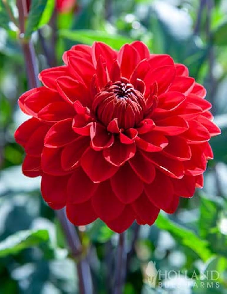 Light Red Dahlia Flower Seeds for Planting – Heirloom, Non-GMO, High Germination Organic Garden Seeds