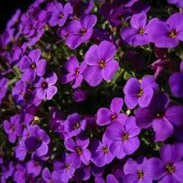 Flower Seeds, Seeds,Seeds For Planting,Plant Seeds