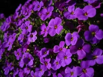 Flower Seeds, Seeds,Seeds For Planting,Plant Seeds
