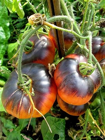 Vegetable Seeds,Garden seeds, Seeds For Planting,Plant Seeds