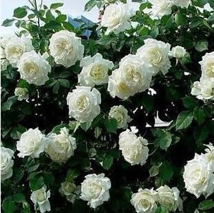 Flower Seeds, Seeds,Seeds For Planting,Plant Seeds