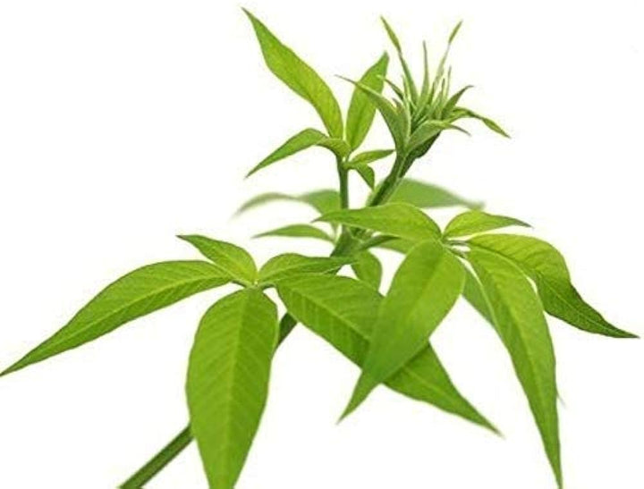 Herb Seeds,Garden seeds, Seeds For Planting,Plant Seeds