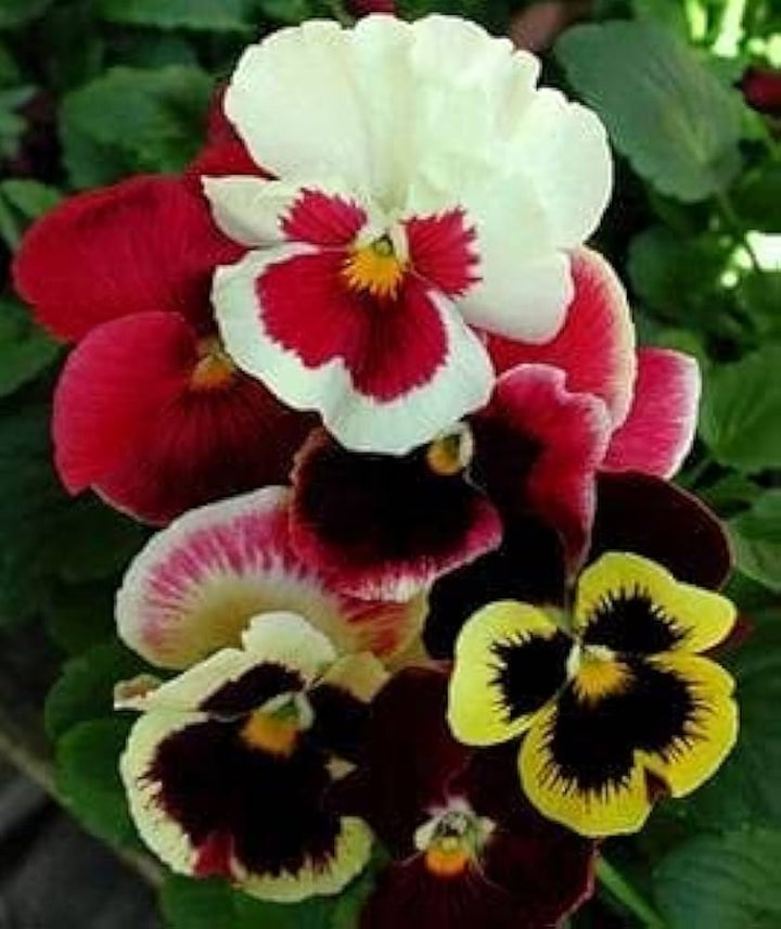 Red White Pansy Flower Seeds for Planting – Heirloom, Non-GMO, Low Maintenance Organic Garden Seeds