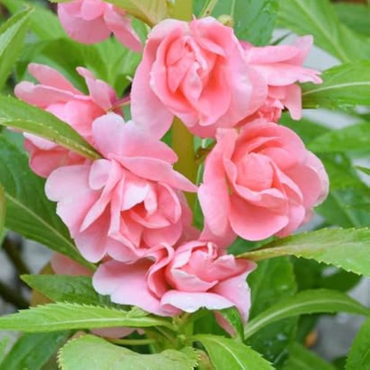 Pink Balsam Flower Seeds for Planting – Heirloom Non-GMO, High Germination Organic Garden Seeds