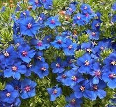 Flower Seeds, Seeds,Seeds For Planting,Plant Seeds