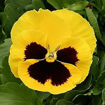 Flower Seeds, Seeds,Seeds For Planting,Plant Seeds