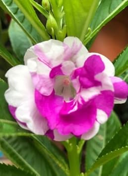 Flower Seeds, Seeds,Seeds For Planting,Plant Seeds