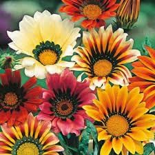 Gazania Flower Seeds for Planting – Heirloom, Non-GMO, Easy to Grow Organic Garden Seeds, High Germination