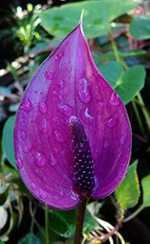 Flower Seeds, Seeds,Seeds For Planting,Plant Seeds