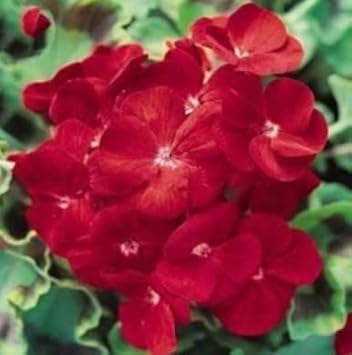 Flower Seeds, Seeds,Seeds For Planting,Plant Seeds
