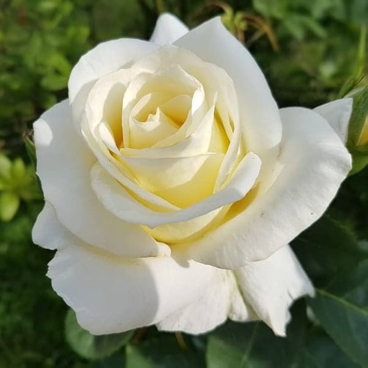 White Rose Flower Seeds for Planting – Seasonal Bloomer, Heirloom, Non-GMO Seeds for Home Garden
