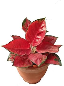 Flower Seeds, Seeds,Seeds For Planting,Plant Seeds