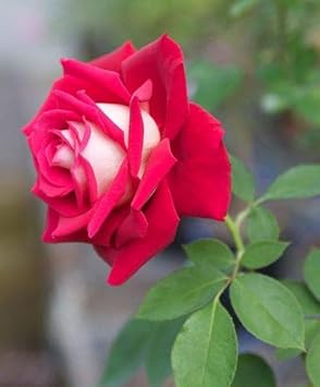 Flower Seeds, Seeds,Seeds For Planting,Plant Seeds