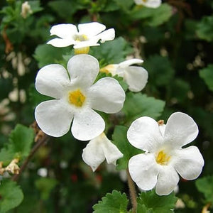 Flower Seeds, Seeds,Seeds For Planting,Plant Seeds