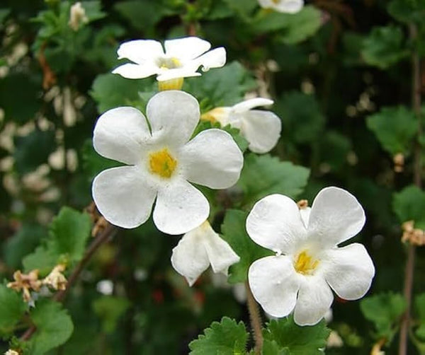 Flower Seeds, Seeds,Seeds For Planting,Plant Seeds