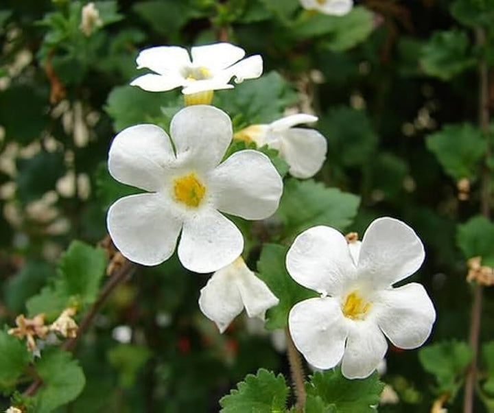 Flower Seeds, Seeds,Seeds For Planting,Plant Seeds