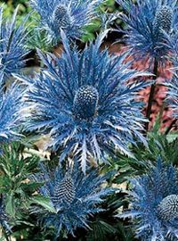 Flower Seeds, Seeds,Seeds For Planting,Plant Seeds