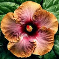 Brown Hibiscus Flower Seeds for Planting – Heirloom, Non-GMO Bright-Bloom Organic Garden Seeds