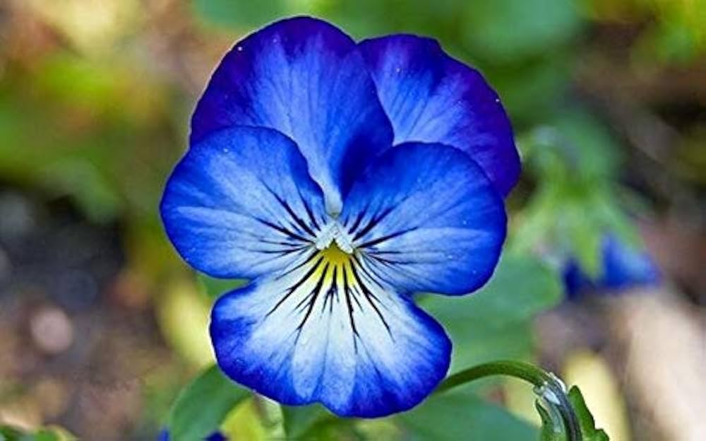 Mix Pansy Flower Seeds for Planting | Heirloom Non-GMO Organic Garden Seeds