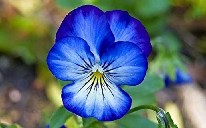 Mix Pansy Flower Seeds for Planting | Heirloom Non-GMO Organic Garden Seeds
