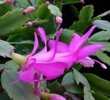 Flower Seeds, Seeds,Seeds For Planting,Plant Seeds