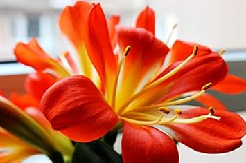 Flower Seeds, Seeds,Seeds For Planting,Plant Seeds