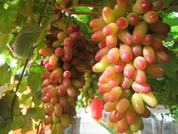 Fruit Seeds,Garden seeds, Seeds For Planting,Plant Seeds