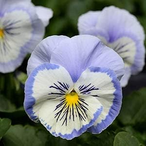 Flower Seeds, Seeds,Seeds For Planting,Plant Seeds