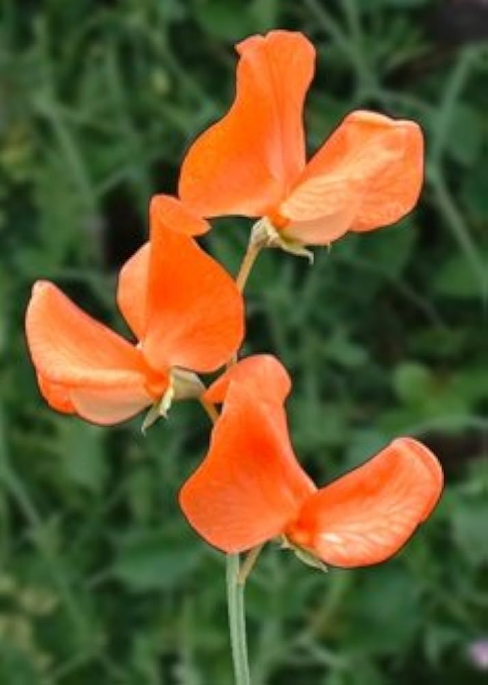Orange Sweet Pea Flower Seeds for Planting – Colorful Display, Heirloom, Non-GMO for Home Garden