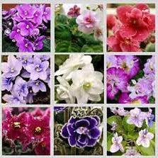 Flower Seeds, Seeds,Seeds For Planting,Plant Seeds