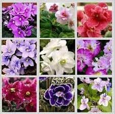 Flower Seeds, Seeds,Seeds For Planting,Plant Seeds
