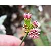 Eriogonum Grande Flower Seeds for Planting – Heirloom, Non-GMO, High Germination Pollinator Friendly