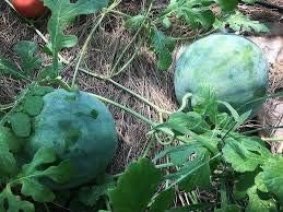 Vegetable Seeds,Garden seeds, Seeds For Planting,Plant Seeds