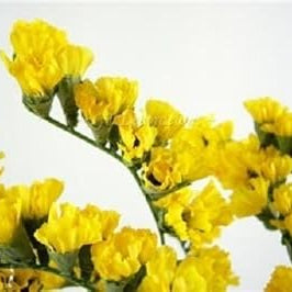 Flower Seeds, Seeds,Seeds For Planting,Plant Seeds