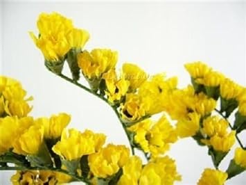 Flower Seeds, Seeds,Seeds For Planting,Plant Seeds