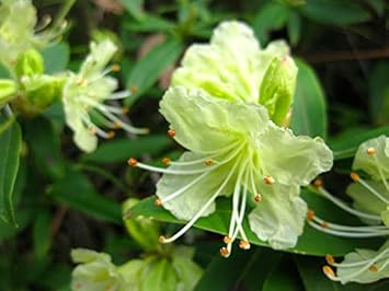 Flower Seeds, Seeds,Seeds For Planting,Plant Seeds